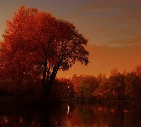 dreamy starry night - tree over the lake in the orange glow Photographie de stock - Aubaine LD & Abonnement, Code: 400-04262288