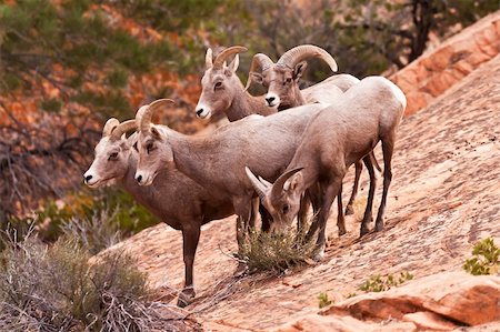 simsearch:400-04262308,k - Heard Of Desert Big Horn Sheep in Utahâ??s Zion National Park Stock Photo - Budget Royalty-Free & Subscription, Code: 400-04262308