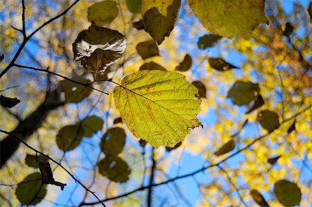 simsearch:400-07107314,k - Autumn leaf photographed beautiful morning. Wide angle view. Fotografie stock - Microstock e Abbonamento, Codice: 400-04262602