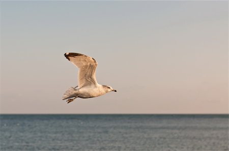 A Ring-billed gull flies over Lake Ontario in the evening light. Foto de stock - Super Valor sin royalties y Suscripción, Código: 400-04262688