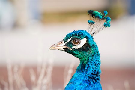 Close-up view of a peacock's head. Stock Photo - Budget Royalty-Free & Subscription, Code: 400-04262840