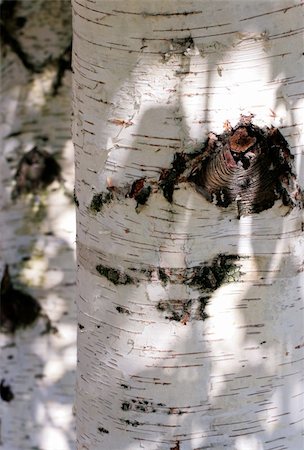 birch trunk, illuminated by bright sunlight Photographie de stock - Aubaine LD & Abonnement, Code: 400-04263775