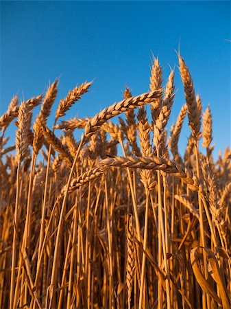 simsearch:400-04896751,k - Mature stalks of rye with a beautiful blue sky in the background Stock Photo - Budget Royalty-Free & Subscription, Code: 400-04263896