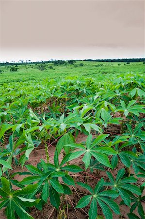 Manioc plantation on parana state, southern brazil. Typical brazilian food. Photographie de stock - Aubaine LD & Abonnement, Code: 400-04274390