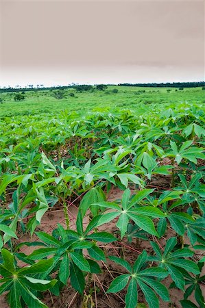 Manioc plantation on parana state, southern brazil. Typical brazilian food. Fotografie stock - Microstock e Abbonamento, Codice: 400-04274390