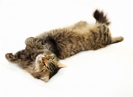 Relaxing tabby cat lying on her back and staring ahead on the white background Stock Photo - Budget Royalty-Free & Subscription, Code: 400-04274931