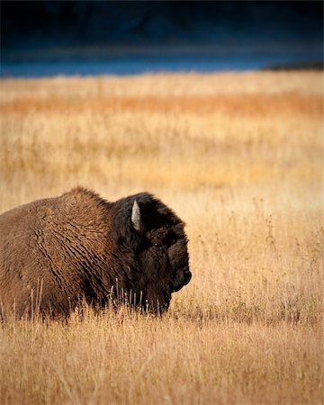 Bison during fall in Yellowstone Stock Photo - Budget Royalty-Free & Subscription, Code: 400-04274932