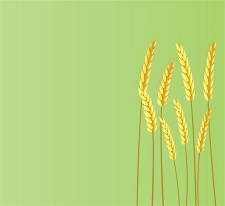 Banner of ears of wheat on a green background Foto de stock - Super Valor sin royalties y Suscripción, Código: 400-04275123