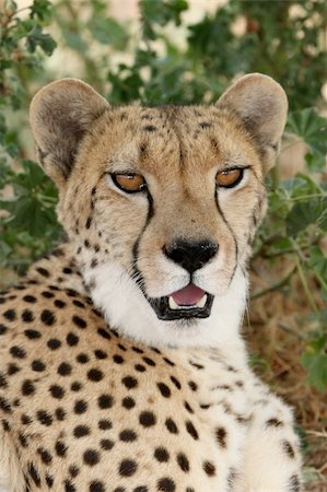 simsearch:400-03949532,k - Magnificent cheetah wildcat with beautiful fur and big brown eyes Fotografie stock - Microstock e Abbonamento, Codice: 400-04275137