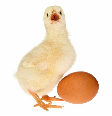 Fluffy yellow baby chicken calling and standing next to an egg Stock Photo - Budget Royalty-Free & Subscription, Code: 400-04275138
