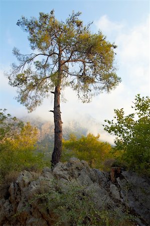 Pime tree on a cloudy mountain background Foto de stock - Super Valor sin royalties y Suscripción, Código: 400-04275131