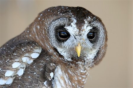 Wood owl with speckled feathers and large round eyes Stock Photo - Budget Royalty-Free & Subscription, Code: 400-04275141