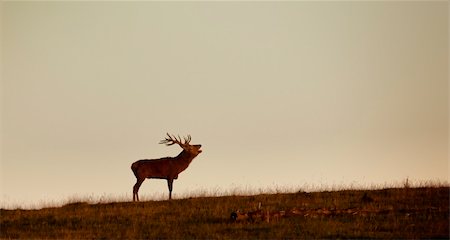 deer mist - An image of a nice deer in the evening light Stock Photo - Budget Royalty-Free & Subscription, Code: 400-04275265