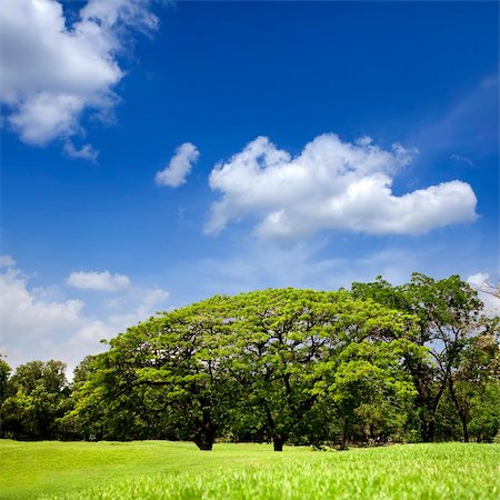 green park with blue sky Fotografie stock - Microstock e Abbonamento, Codice: 400-04275284