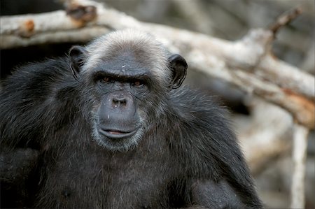 simsearch:400-04525926,k - Portrait of the adult male of a chimpanzee at a short distance. Fotografie stock - Microstock e Abbonamento, Codice: 400-04275335