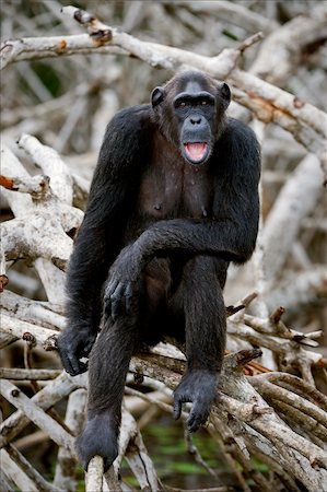 simsearch:400-05372772,k - Portrait of the adult female of a chimpanzee at a short distance on mangrove roots. Stock Photo - Budget Royalty-Free & Subscription, Code: 400-04275336