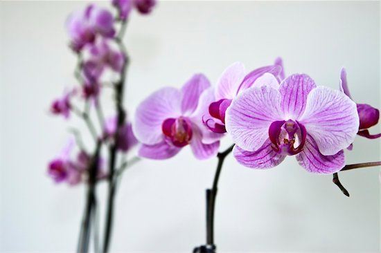 Phalaenopsis Orchidaceae isolated on white background Foto de stock - Sin royalties, Artista: Donbasilo, Código de la imagen: 400-04275371