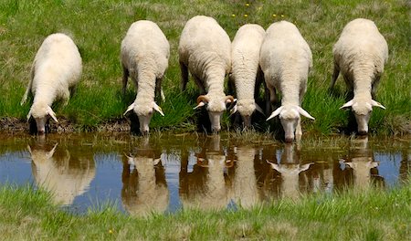 Sheep on the Bistra mountain drinking water on the glacier lake Stock Photo - Budget Royalty-Free & Subscription, Code: 400-04275381