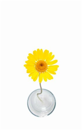 simsearch:400-04275620,k - An image of a beautiful yellow flower on white background Photographie de stock - Aubaine LD & Abonnement, Code: 400-04275620