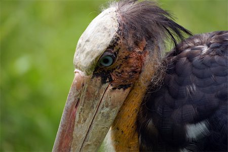 Marabou - the big bird living in natural conditions to Borneo. Stock Photo - Budget Royalty-Free & Subscription, Code: 400-04275764