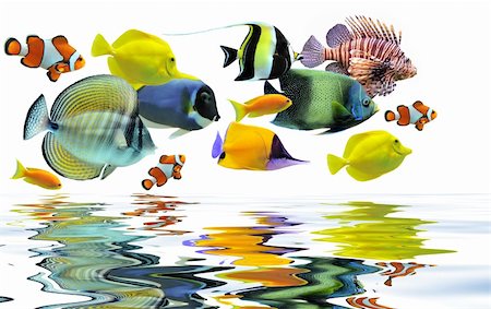 poisson-ange - group of fishes on a white background Photographie de stock - Aubaine LD & Abonnement, Code: 400-04275816