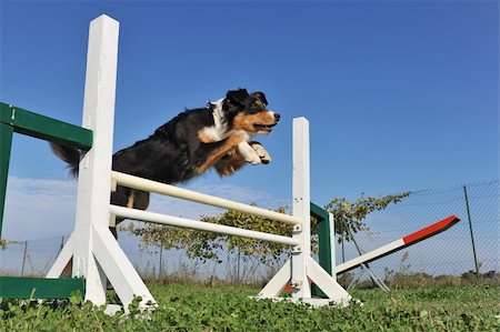 simsearch:400-05887877,k - jumping purebred australian shepherd  in the grass Photographie de stock - Aubaine LD & Abonnement, Code: 400-04275818