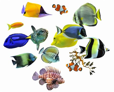 pterois volitans - group of fishes on a white background Photographie de stock - Aubaine LD & Abonnement, Code: 400-04275813