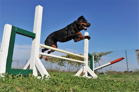 simsearch:400-06881275,k - purebred rottweiler jumping in a training of agility Photographie de stock - Aubaine LD & Abonnement, Code: 400-04275820