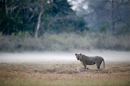 simsearch:400-04399380,k - In a morning fog a lioness with the caught antelope. Stockbilder - Microstock & Abonnement, Bildnummer: 400-04276025