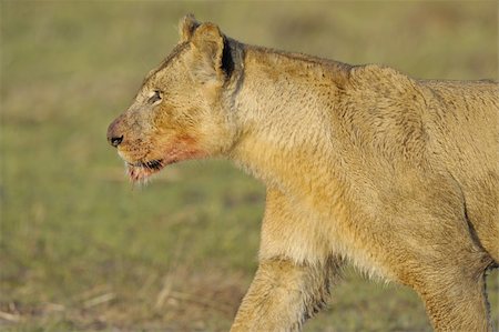 simsearch:400-04399380,k - Lioness after hunting. A portrait of a lioness with a blood-stained mouth. Stock Photo - Budget Royalty-Free & Subscription, Code: 400-04276027