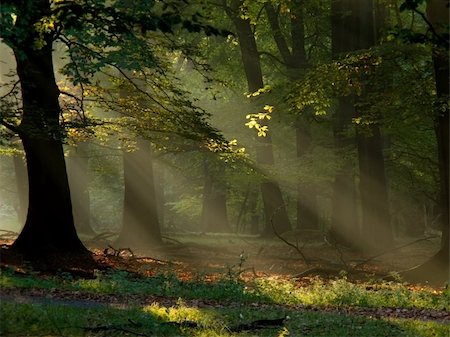 simsearch:400-05195927,k - beech forest with fog and warm sunshine in autumn, fall Stock Photo - Budget Royalty-Free & Subscription, Code: 400-04276092