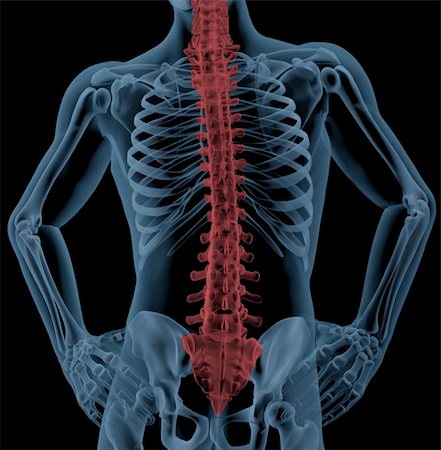 simsearch:400-06568234,k - Medical skeleton with the spin highlighted Stock Photo - Budget Royalty-Free & Subscription, Code: 400-04276274