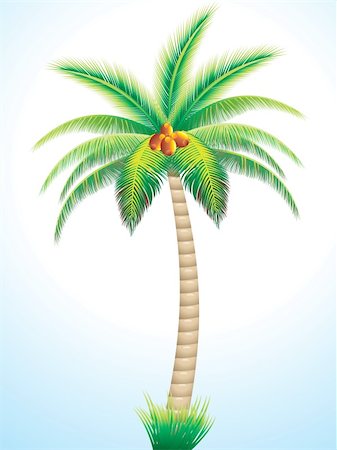 single coconut tree picture - detailed palm tree with coconut vector illustration Stock Photo - Budget Royalty-Free & Subscription, Code: 400-04276492