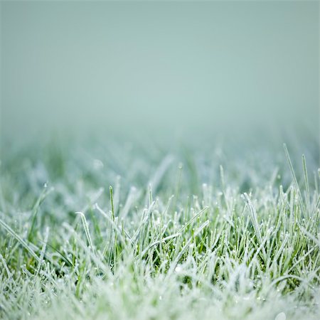 simsearch:400-05308316,k - An image of an autumn icy grass Foto de stock - Super Valor sin royalties y Suscripción, Código: 400-04276574
