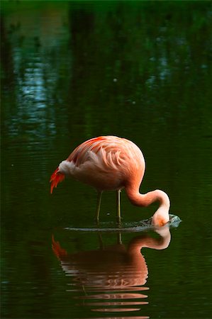 Chilean Flamingo (Phoenicopterus chilensis) Stock Photo - Budget Royalty-Free & Subscription, Code: 400-04276587
