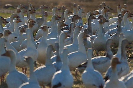 Snow geese (Chen caerulescens) on a field Stock Photo - Budget Royalty-Free & Subscription, Code: 400-04276582