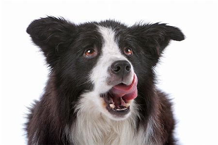 simsearch:400-04371584,k - a border collie sheepdog isolated on a white background Foto de stock - Super Valor sin royalties y Suscripción, Código: 400-04276737