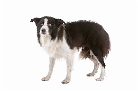 simsearch:400-04371584,k - a border collie sheepdog isolated on a white background Foto de stock - Super Valor sin royalties y Suscripción, Código: 400-04276738