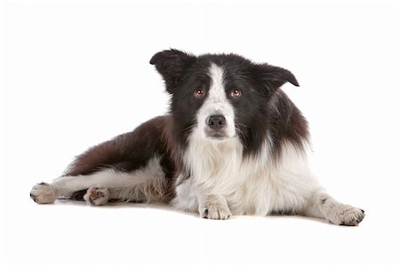 simsearch:400-04371584,k - a border collie sheepdog isolated on a white background Foto de stock - Super Valor sin royalties y Suscripción, Código: 400-04276739