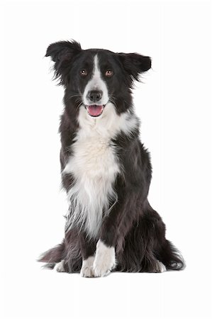 simsearch:400-04371584,k - a border collie sheepdog isolated on a white background Foto de stock - Super Valor sin royalties y Suscripción, Código: 400-04276748