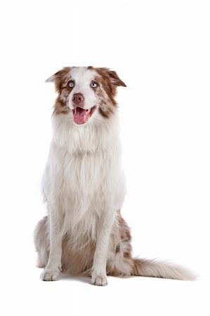 simsearch:400-04371584,k - a border collie sheepdog isolated on a white background Foto de stock - Super Valor sin royalties y Suscripción, Código: 400-04276741