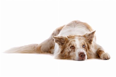 simsearch:400-04371584,k - a border collie sheepdog isolated on a white background Foto de stock - Super Valor sin royalties y Suscripción, Código: 400-04276743