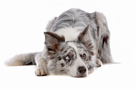 simsearch:400-04371584,k - a border collie sheepdog isolated on a white background Foto de stock - Super Valor sin royalties y Suscripción, Código: 400-04276758