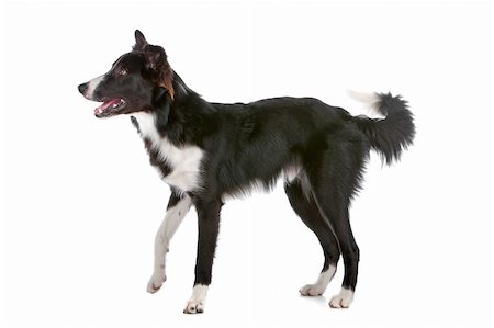 simsearch:400-04371584,k - a border collie sheepdog isolated on a white background Foto de stock - Super Valor sin royalties y Suscripción, Código: 400-04276765