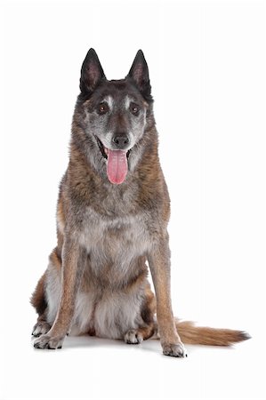 police dog - old and grey Belgian Shepherd isolated on a white background Stock Photo - Budget Royalty-Free & Subscription, Code: 400-04276760