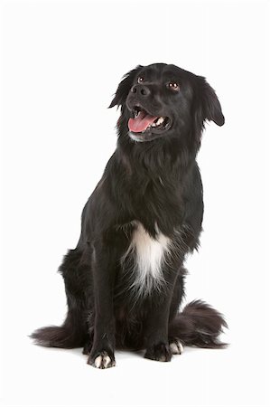 simsearch:400-04371584,k - a border collie sheepdog isolated on a white background Foto de stock - Super Valor sin royalties y Suscripción, Código: 400-04276776