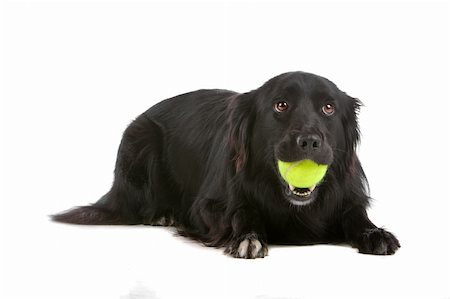 simsearch:400-04371584,k - a border collie sheepdog isolated on a white background Foto de stock - Super Valor sin royalties y Suscripción, Código: 400-04276777