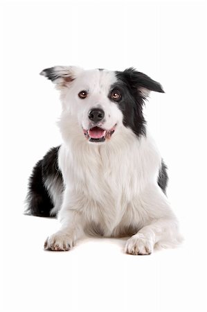 simsearch:400-04371584,k - a border collie sheepdog isolated on a white background Foto de stock - Super Valor sin royalties y Suscripción, Código: 400-04276780