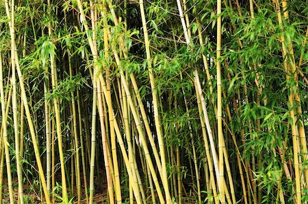simsearch:400-05175967,k - bamboo forest Stock Photo - Budget Royalty-Free & Subscription, Code: 400-04276924