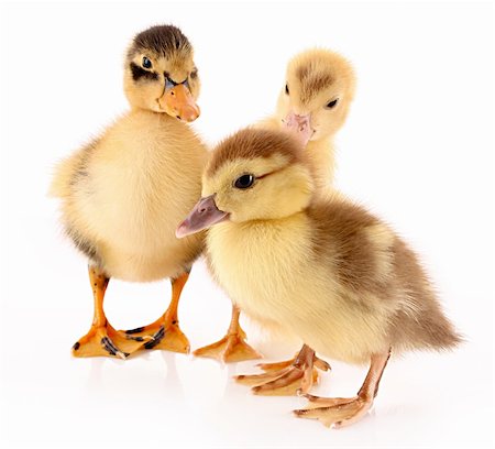 Three ducklings isolated on white Stock Photo - Budget Royalty-Free & Subscription, Code: 400-04277049
